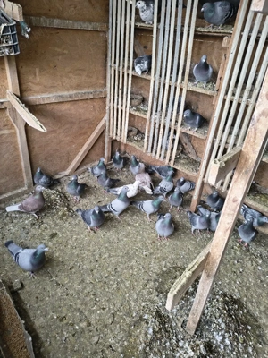 Vand porumbei - imagine 4