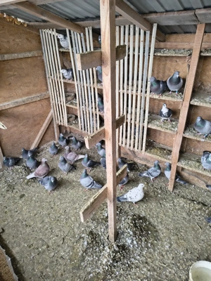 Vand porumbei - imagine 3