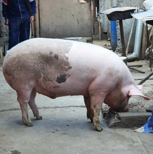 Porc de vanzare 150kg crescut Bio - imagine 3