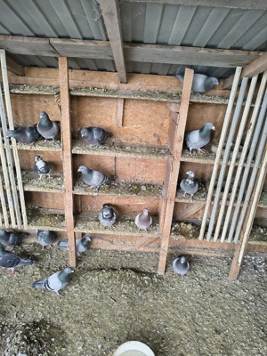 Vand porumbei - imagine 5