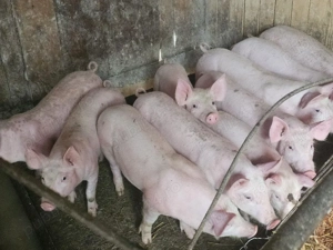 vând 12 soldani rasa de calitate de carne medie 30 kg 7 mascul si 5 scrofite 