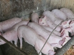 vând 12 soldani rasa de calitate de carne medie 30 kg 7 mascul si 5 scrofite  - imagine 3