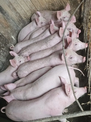 vând 12 soldani rasa de calitate de carne medie 30 kg 7 mascul si 5 scrofite  - imagine 4