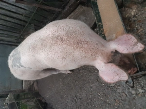 Porci de vanzare Fratostita. - imagine 4