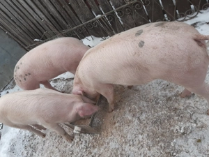 Porci de vanzare Fratostita. - imagine 2