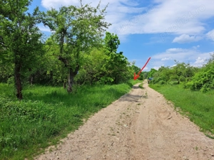 Vand 1 Ha livada in Baicoi - Tufeni - imagine 8