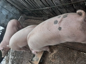 Porci de vanzare Fratostita. - imagine 3