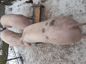 Porci de vanzare Fratostita.