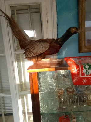 Obiecte de decor(fazani ampaiati)