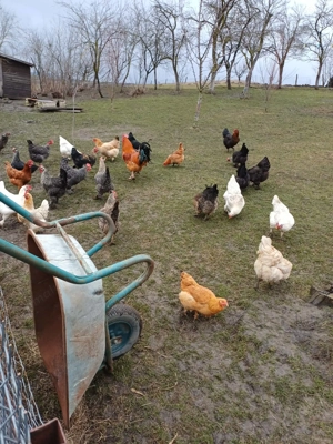 Vând găini de casa - imagine 2