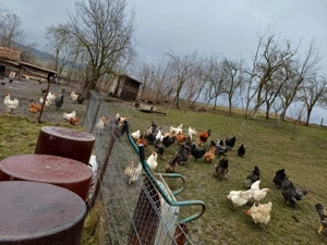 Vând găini de casa