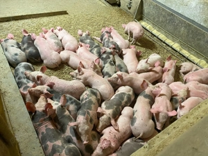 Purcei super disponibili  - imagine 2