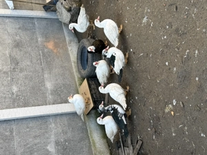 Vând Rațe mute tinere - imagine 4