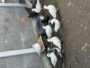 Vând Rațe mute tinere - imagine 2