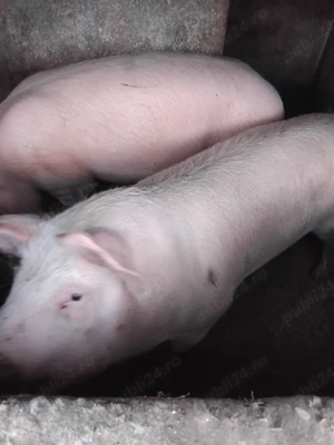 Porci de vanzare, cu greutatea cuprinsa intre100-120 kg