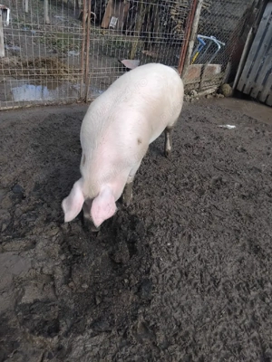 Porci de vanzare, cu greutatea cuprinsa intre100-120 kg - imagine 2