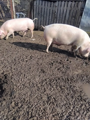 Porci de vanzare, cu greutatea cuprinsa intre100-120 kg - imagine 3