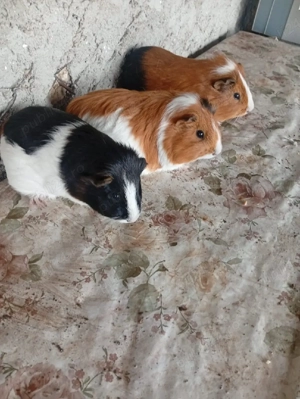 vând porcușori de guineea.  - imagine 2