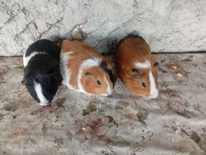 vând porcușori de guineea. 