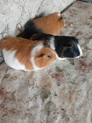 vând porcușori de guineea.  - imagine 3