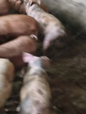 vind burlincasi  - imagine 2