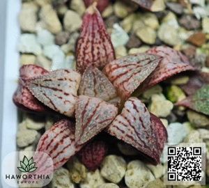 Haworthia rare   plante sănătoase și înrădăcinate   livrare în toată Europa din Bulgaria - imagine 2