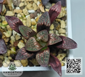 Haworthia rare   plante sănătoase și înrădăcinate   livrare în toată Europa din Bulgaria