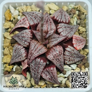 Haworthia rare   plante sănătoase și înrădăcinate   livrare în toată Europa din Bulgaria - imagine 3