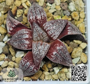 Haworthia rare   plante sănătoase și înrădăcinate   livrare în toată Europa din Bulgaria - imagine 4