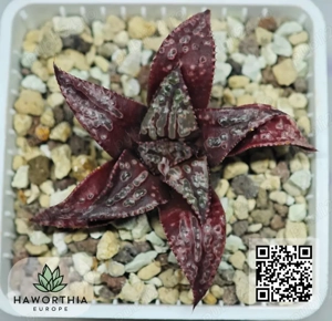 Haworthia rare   plante sănătoase și înrădăcinate   livrare în toată Europa din Bulgaria - imagine 5