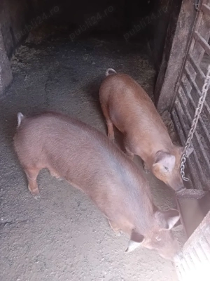 vand purcea  - imagine 3