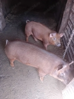 vand purcea  - imagine 4