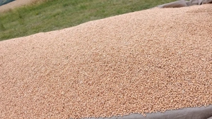 Vând grâu recolta iulie august 2025 - imagine 2