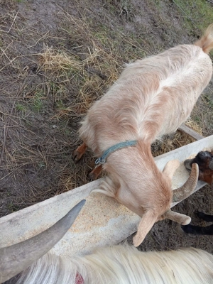 vand capra gestanta - imagine 5