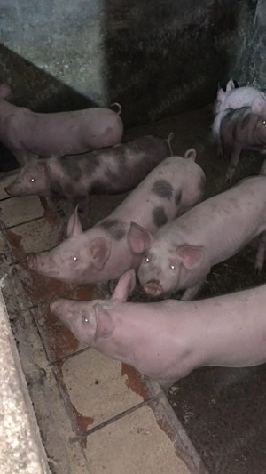 Vând purceii de casă (de carne) - imagine 2