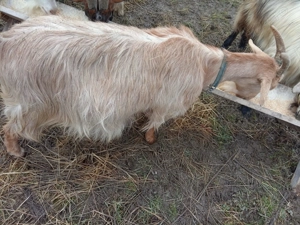 vand capra gestanta - imagine 4