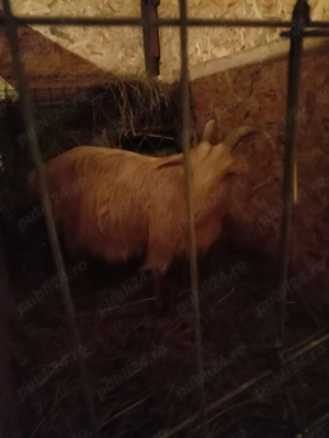 vand capra gestanta - imagine 2