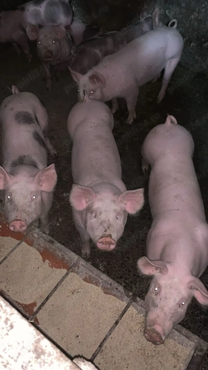 Vând purceii de casă (de carne)