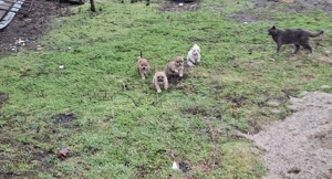 Căței talie mica donație  - imagine 2