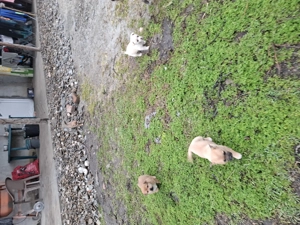 Căței talie mica donație  - imagine 5