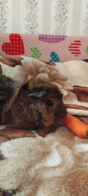 Schimb porcușor de guineea  - imagine 3