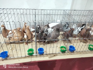 Porumbei stil vechi - imagine 2