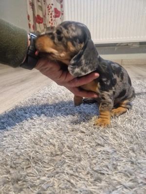  Ultima cățelușă Teckel   mică, curajoasă și pregătită de iubire  - imagine 3