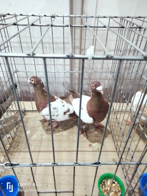 Porumbei stil vechi - imagine 3