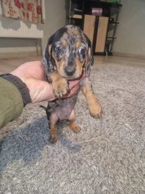  Ultima cățelușă Teckel   mică, curajoasă și pregătită de iubire  - imagine 2