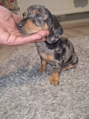  Ultima cățelușă Teckel   mică, curajoasă și pregătită de iubire  - imagine 4