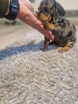  Ultima cățelușă Teckel   mică, curajoasă și pregătită de iubire  - imagine 5