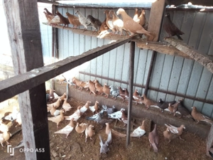 Porumbei stil vechi - imagine 4