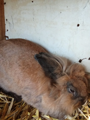Vând iepuri cap de leu și fluture german 