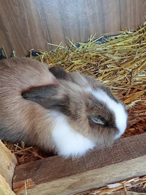 Vând iepuri cap de leu și fluture german  - imagine 3